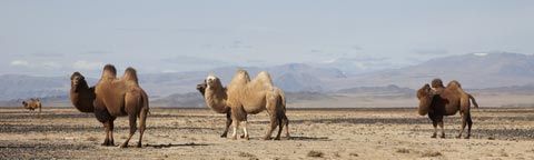 Верблюды монгольские степь