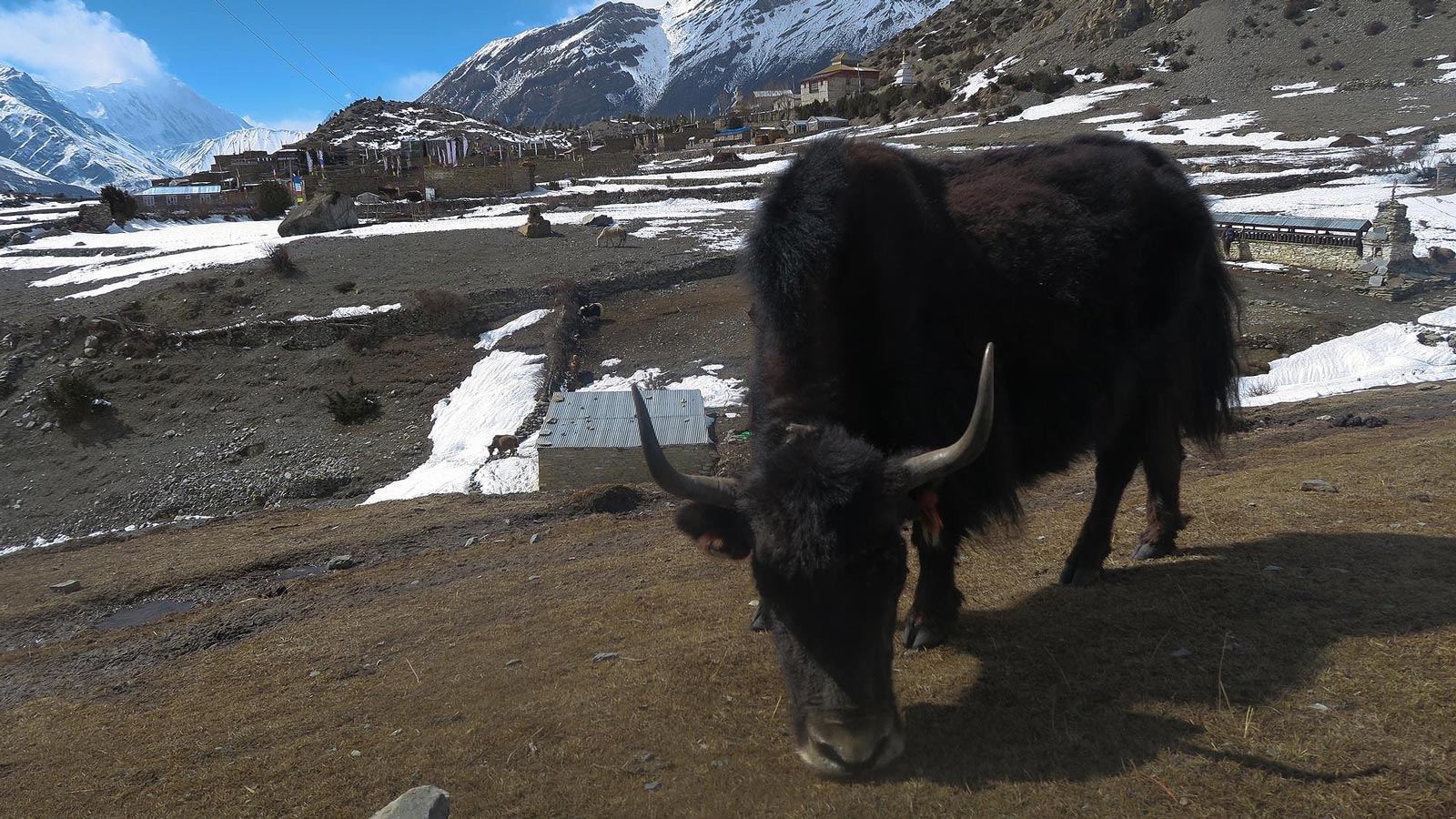 Экологичность шерсти яка