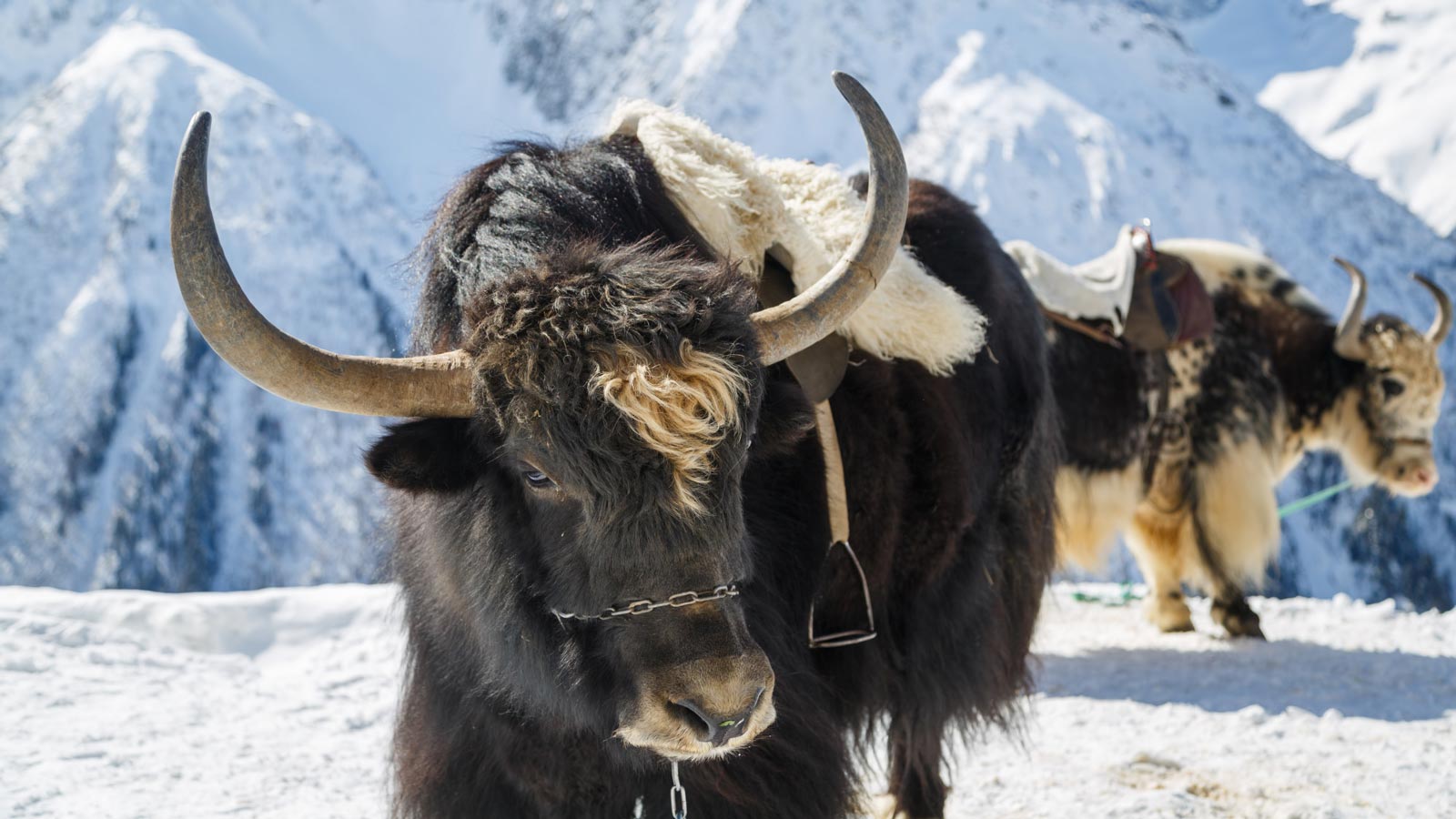 Пух яка - мягкий и антиаллергенный