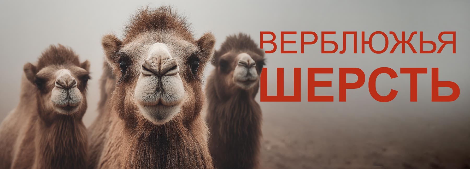 Верблюжья шерсть - преимущества и характеристики