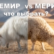 меринос или кашемир что выбрать