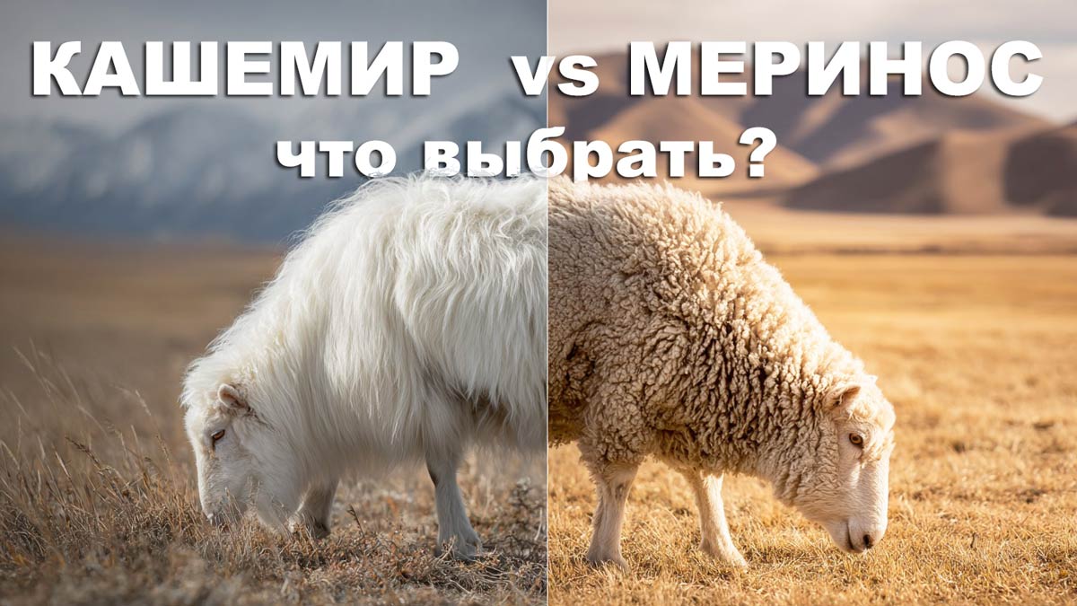 меринос или кашемир что выбрать