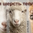 Чья шерсть теплее