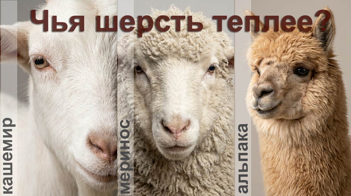 Чья шерсть теплее
